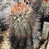 Copiapoa_marginata